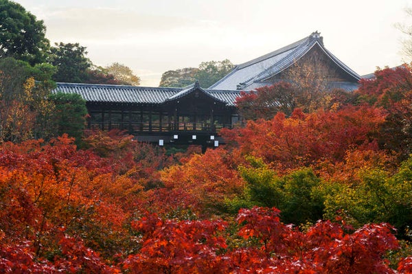 【JR福山駅発】京都・奈良6つの紅葉めぐり 2日間2